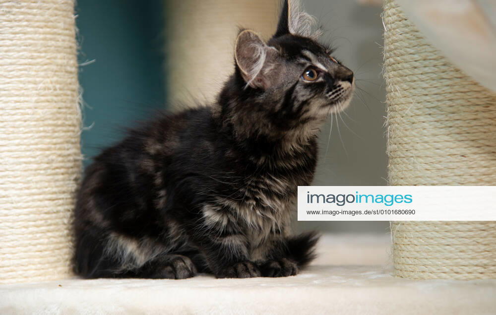 Die 12-Wochen alten Maine Coon-Mix Katzenbabys leben sich in ihrem neuen Zuhause ein. Fotografiert am Sonntag (14.06.2020) in Saarlouis.