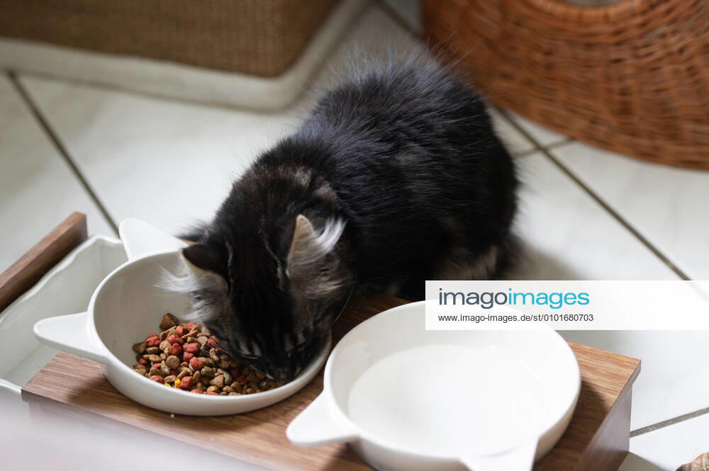 Die 12-Wochen alten Maine Coon-Mix Katzenbabys leben sich in ihrem neuen Zuhause ein. Fotografiert am Sonntag (14.06.2020) in Saarlouis.