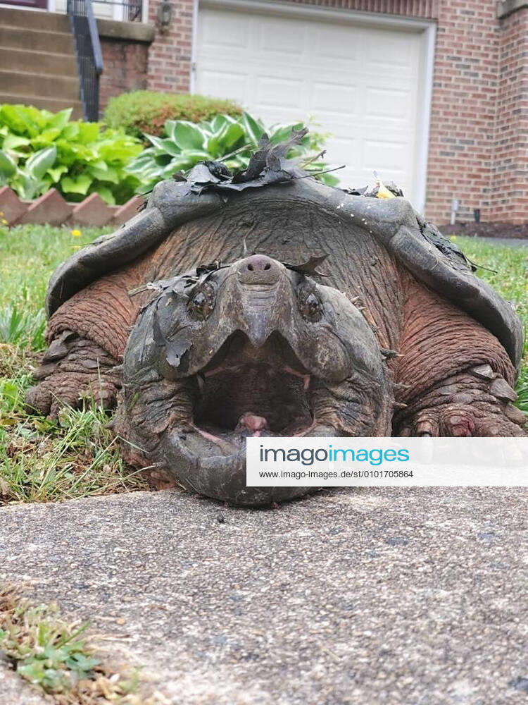 Bilder des Jahres 2020, Entertainment 06 Juni Entertainment Themen der Woche KW25 Police came face-to-face with an unusual character following reports of a creature roaming free in Fairfax County, Virginia. It was discovered a 65lb alligator snapping turtle had been spotted crossing a road in a residential area. Fairfax County Police Department explain: Recently, our Animal Protection Police (APP) received a call about a large turtle that was crossing the road repeatedly in a residential area of Alexandria. Much to their surprise, it was a 65 lb alligator snapping turtle! Alligator snapping turtles are not native to our area and it s believed this was a captive-bred turtle that was released into the wild. The turtle was safely captured by the APP and transported temporarily to the Fairfax County Animal Shelter. The co