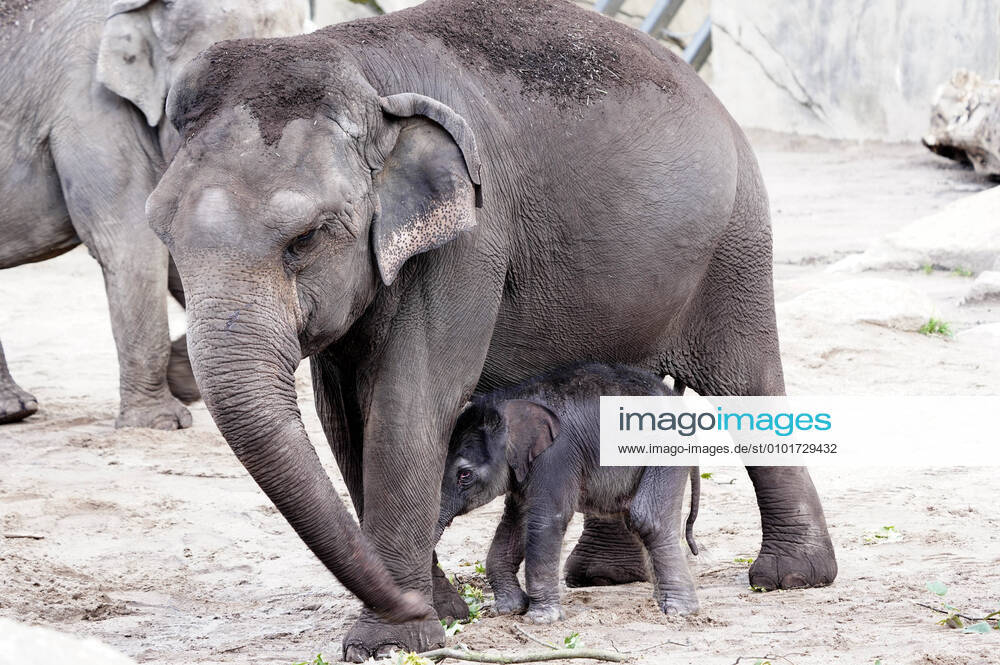 Nachwuchs im Kölner Zoo bei den Elefanten. Mutter Shu Thu Zar brachte gestern Nacht eine kleine Elefantenkuh zur Welt. Das kleine Elefantenbaby ist wohlauf und durfte das erste Mal ins Freie. Köln