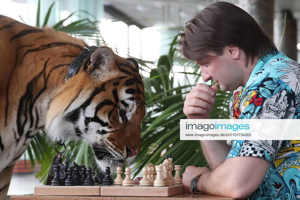 Edgard Zapashny, Head of the Great Moscow State Circus, poses with a tiger in the circus building. Vyacheslav Prokofyev TASS TS0DD16E