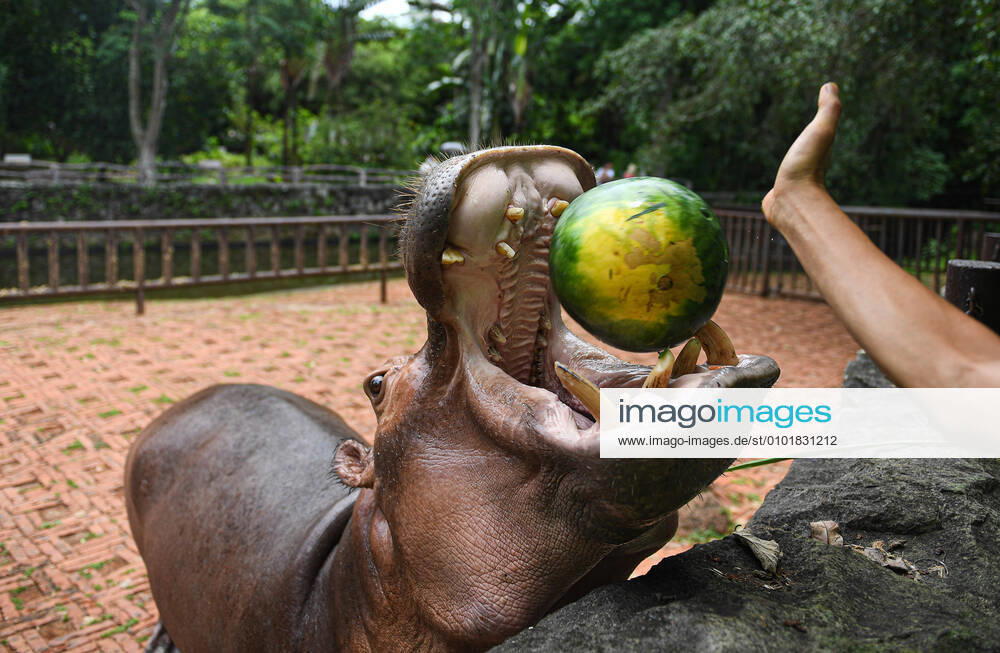 (200625) -- HAIKOU, June 25, 2020 -- A hippo enjoys a watermelon at the Hainan Tropical Wildlife Park and Botanical Garden in Haikou, south China s Hainan Province, June 25, 2020. The Dragon Boat Festival, also called the Duanwu Festival, falls on June 25 this year. The staff members of Hainan Tropical Wildlife Park and Botanical Garden made special Zongzi and dragon boat shaped snacks for animals to celebrate the festival. ) CHINA-HAINAN-HAIKOU-DRAGON BOAT FESTIVAL-ZOO (CN) PuxXiaoxu