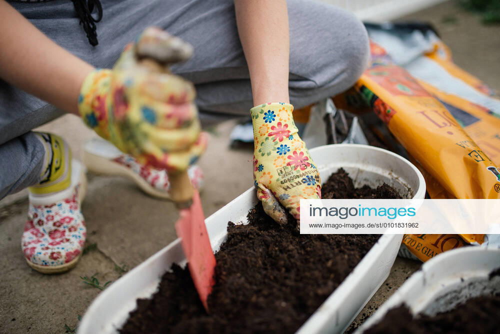 IMAGO Creative: Ende des Sommers Gardener plants colorful herbs with protective gloves in garden soil. Malo Laole, Brani?evo District, Serbia CR_NEST200611-415945-01 ,model released, Symbolfoto