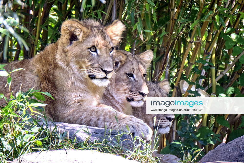 Zoo Leipzig. Löwen ( Panthera leo ) Nachwuchs im Zoo Leipzig. Die 6 Monate alten Löwen-Drillinge sind auf die Namen Mateo , Hanna und Elsa getauft worden. 20200624MIC0830