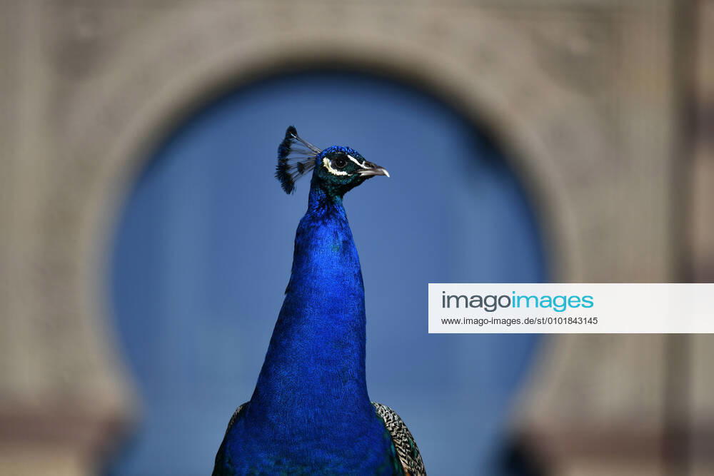 Blauer Pfau (Pavo cristatus), captive, Stuttgart, Baden-Württemberg, Deutschland Tiere