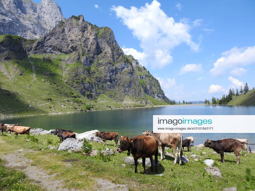 Foto Manuel Geisser 25.06.2020 Der Bannalpsee ist ein Stausee im Kanton Nidwalden,Schweiz. Im Vordergrung Kuehe