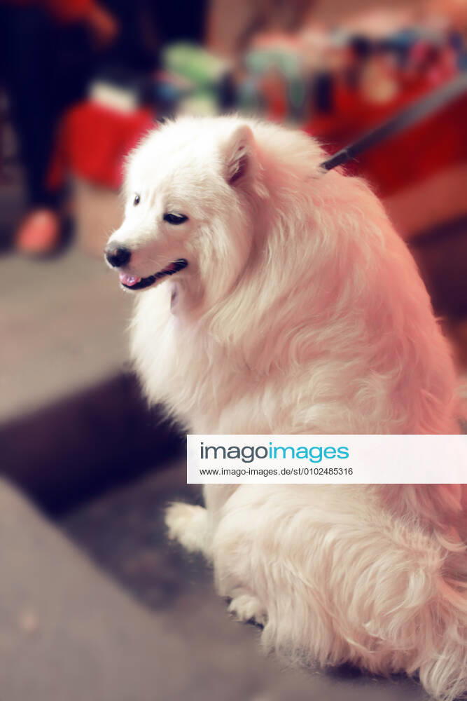 Dog 458322119200735260