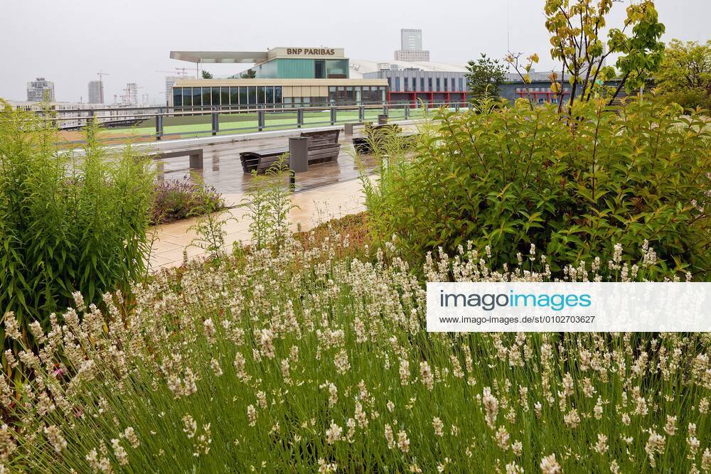 Lavendel, Schmalblaettriger Lavendel, Echter Lavendel (Lavandula angustifolia, Lavandula officinalis), Begruente Dachterrasse Skyline Garden auf dem Einkaufszentrum Skyline Plaza, Europaviertel, Deutschland, Hessen, Frankfurt am Main English lavender (Lavandula angustifolia, Lavandula officinalis), greened roofgarden Skyline Garden on top of the shopping centre Skyline Plaza, Europaviertel (European Quarter), Germany, Hesse, Frankfurt am Main BLWS624349