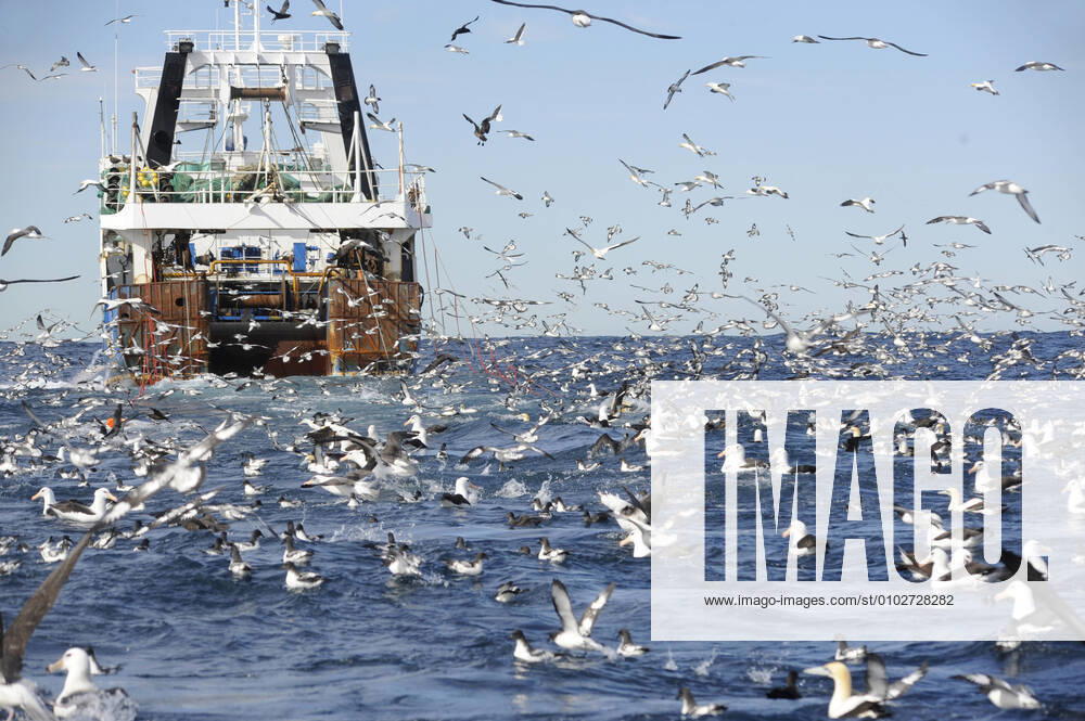 IMAGO Creative, Unsere Erde, Umweltverträgliche Herausforderungen des 21. Jahrhunderts, Überfischung Fischerboot und grosser Schwarm von Seevoegeln im Atlantik vor der Kueste Suedafrikas. Viele Sturmvoegel und Albatrosse im Flug oder auf der Wasseroberflaeche schwimmend, Suedafrika Trawler and huge flock of seabirds of the South African coast in the Atlantic Ocean. Many petrels, shearwaters and albatrosses flying around and swimming on the surface., South Africa BLWS624465