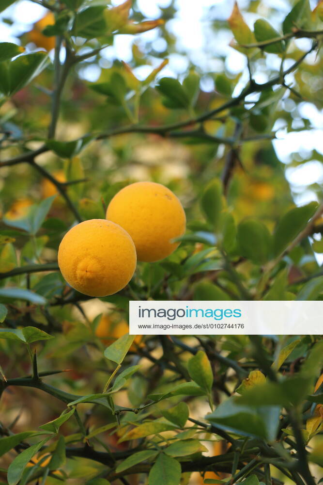 Orange tree 522768455664402518