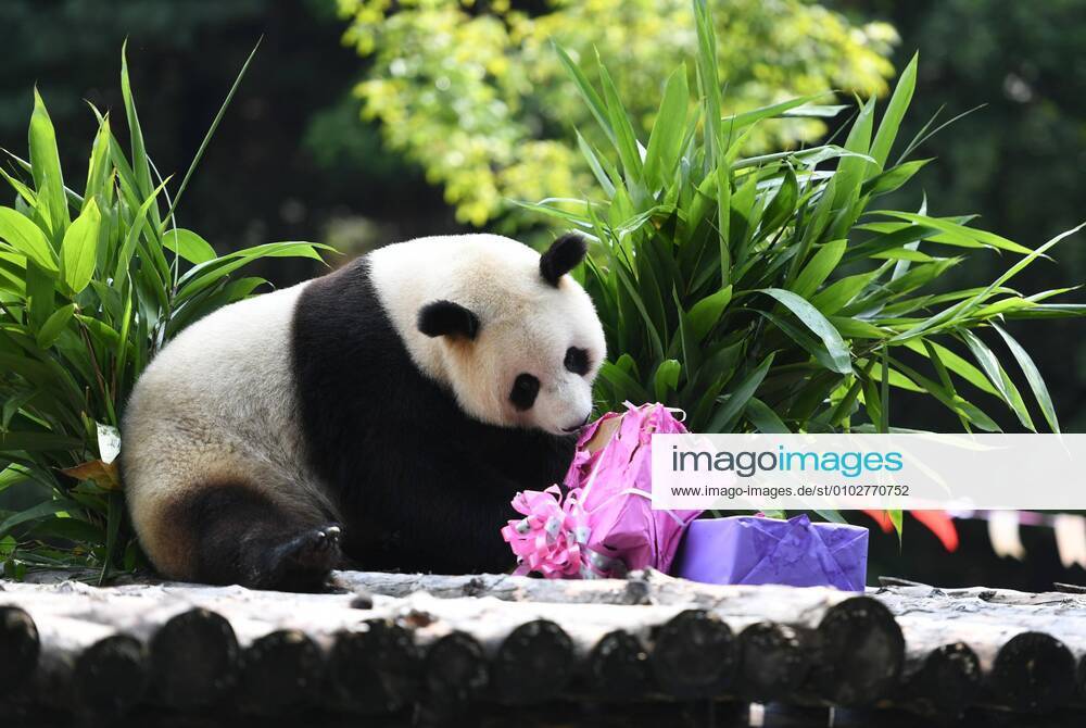 Giant panda Mu Yun receives a gift during its fourth birthday celebration at the Siberian Tiger Park on July 30, 2020 in Changchun, Jilin Province of China.