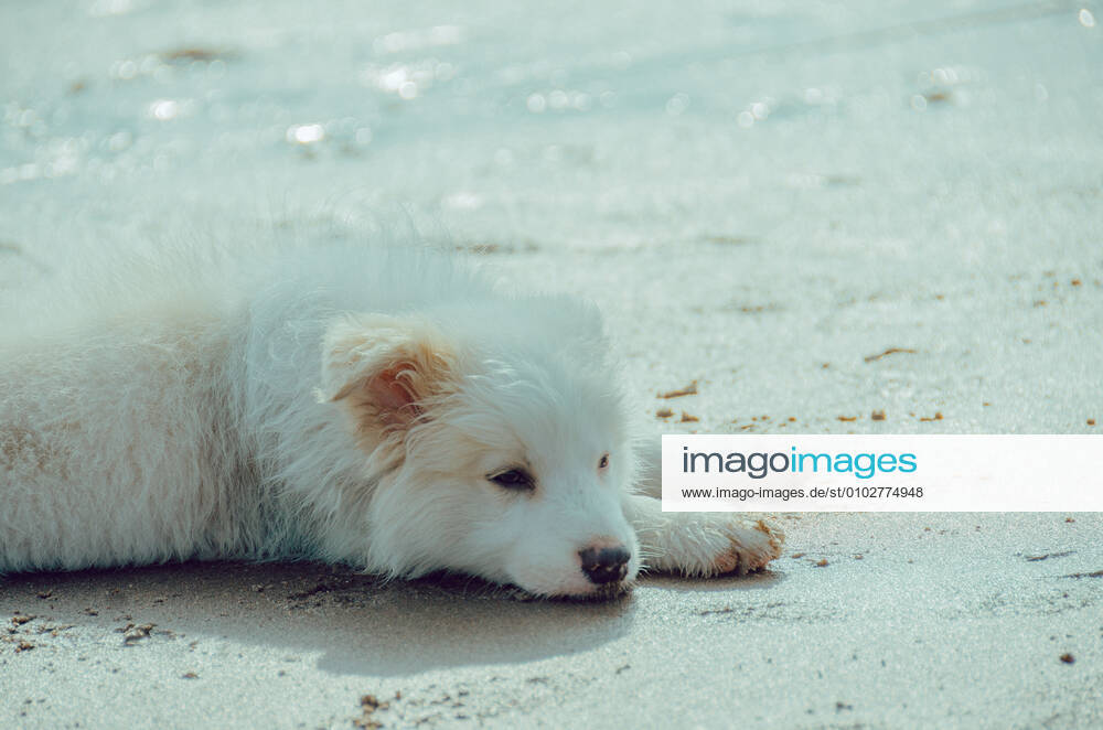 Dog 544168018546130982