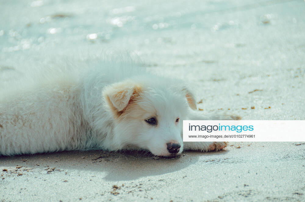 Dog 544168018549145637
