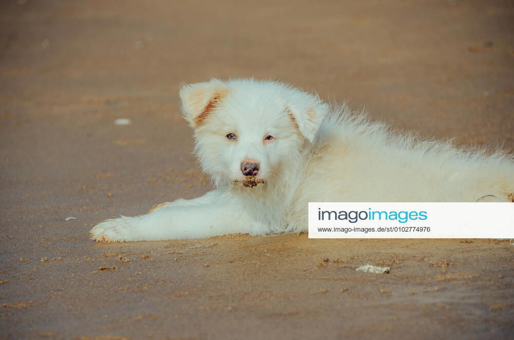 Dog 544168027135016973