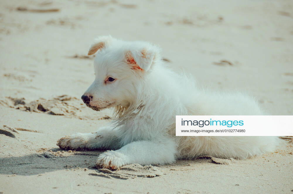 Dog 544168027137507328