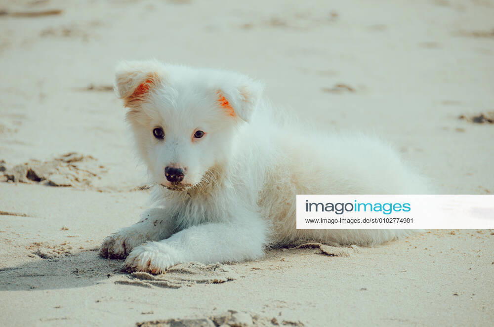 Dog 544168027137507348