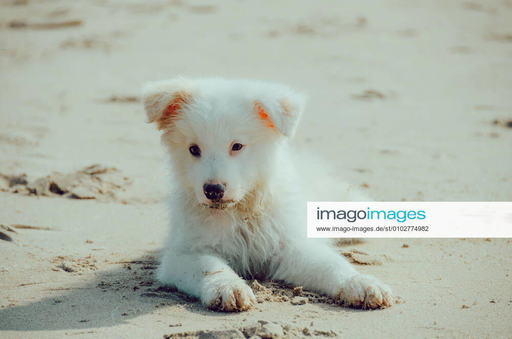 Dog 544168027138949129