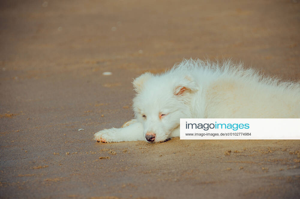 Dog 544168027139080194