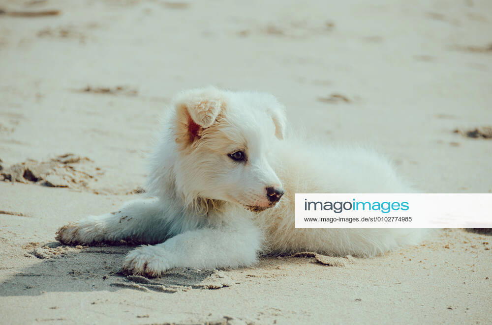 Dog 544168027139080209