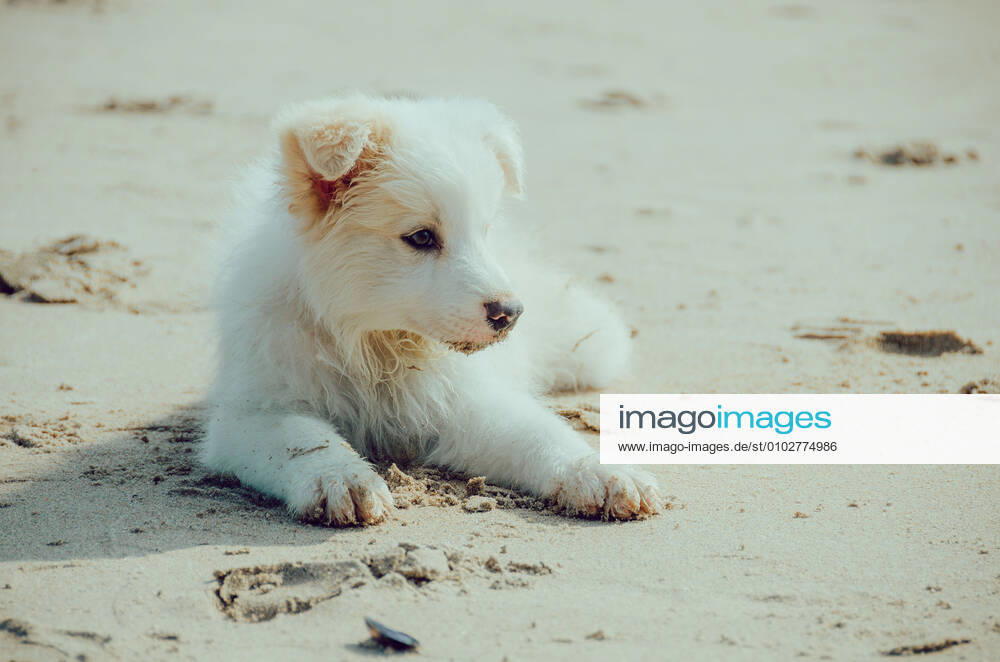 Dog 544168027139080235