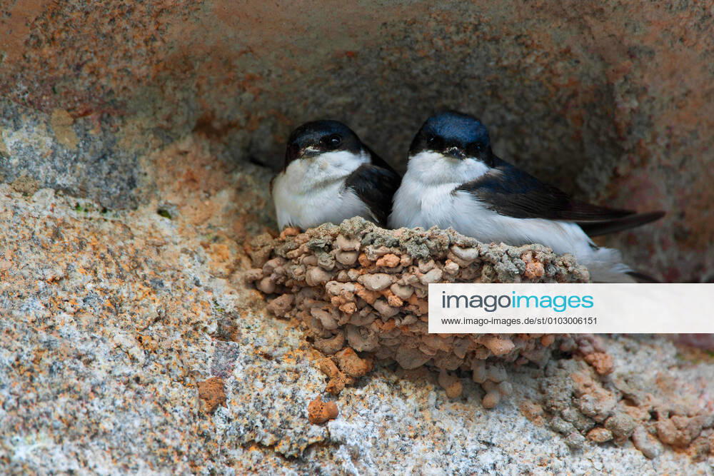 Mehlschwalbe, Mehl-Schwalbe (Delichon urbica, Delichon urbicum), Paar im Nest, Belgien common house martin (Delichon urbica, Delichon urbicum), pair in nest, Belgium BLWS625430