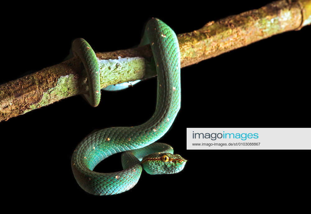 Philippinische Tempelviper (Tropidolaemus subannulatus), haengt von einem Ast herunter, Malaysia, Sabah, Danum Valley North Philippine temple pitviper, Bornean Keeled Green Pit Viper (Tropidolaemus subannulatus), hanging down from a branch, Malaysia, Sabah, Danum Valley BLWS625649