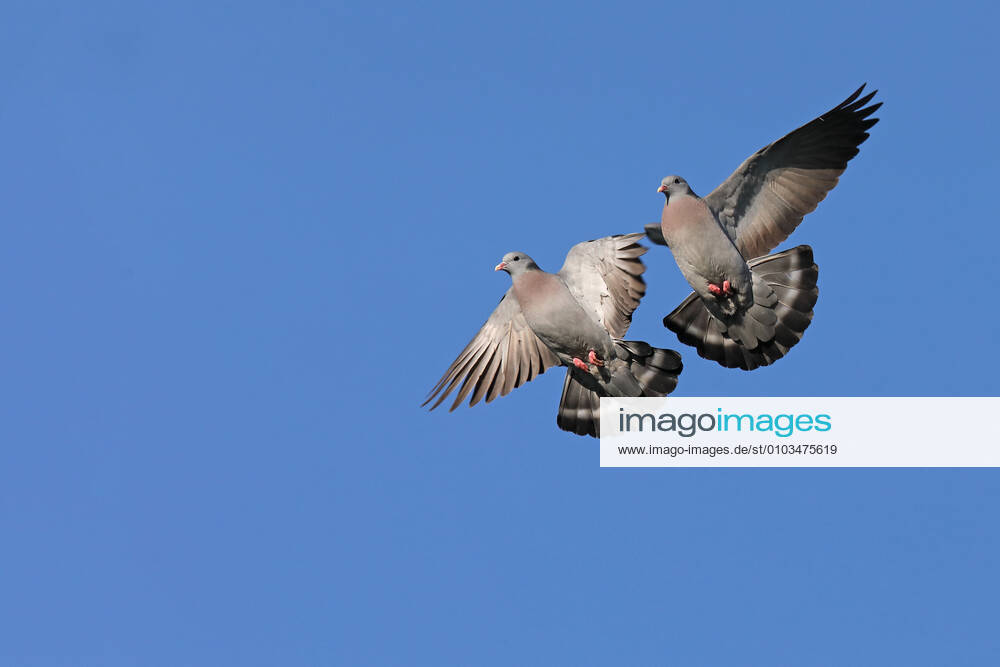 Hohltaube, Hohl-Taube (Columba oenas), Aggressionsflug von zwei Maennchen, Niederlande, Friesland stock pigeon (Columba oenas), aggressive flight of two males, Netherlands, Frisia BLWS627140