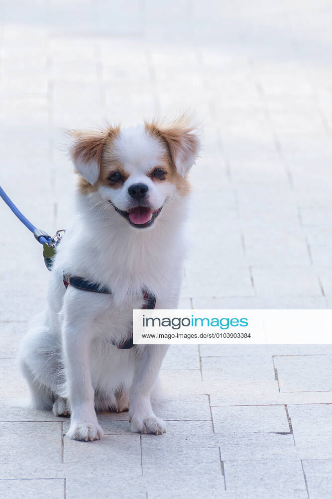 Dog 714247520879771655