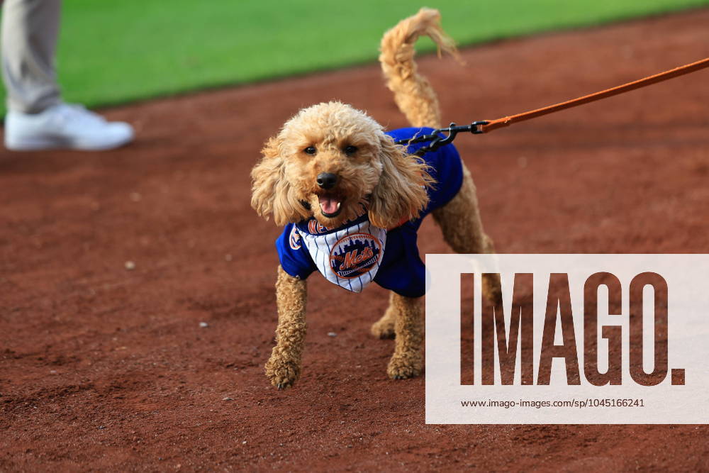 Philadelphia Phillies v New York Mets - MLB, Baseball Herren, USA Fans and their pets are participating in Bark in the Park on the field before the baseball game between the Philadelphia Phillies and New York Mets at Citi Field in Corona, New York, on May 13, 2024. New York City N.Y. United States