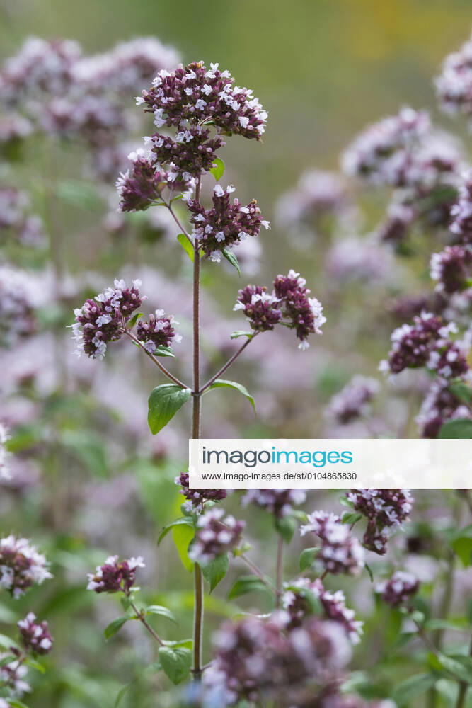 Gemeiner Dost, Scharfer Oreganum, Wilder Majoran, Oregano, Echter Dost, Wilder Dost (Origanum vulgare), bluehend wild origanum, wild marjoram (Origanum vulgare), blooming BLWS629292