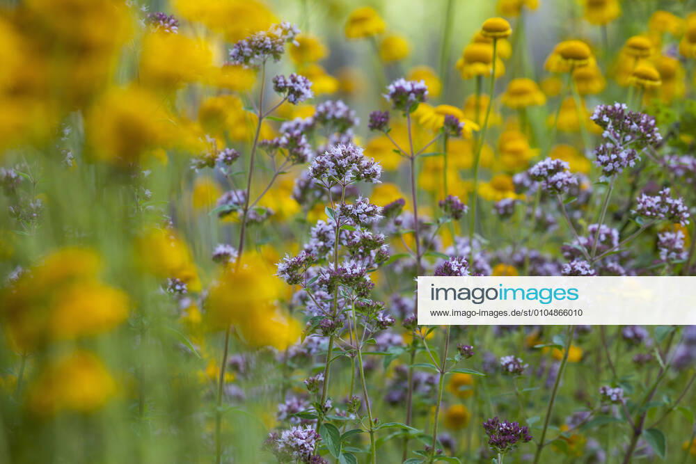 Gemeiner Dost, Scharfer Oreganum, Wilder Majoran, Oregano, Echter Dost, Wilder Dost (Origanum vulgare), bluehend wild origanum, wild marjoram (Origanum vulgare), blooming BLWS629290