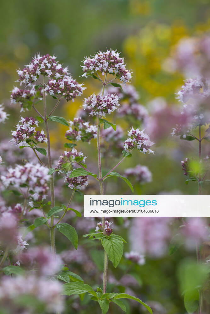 Gemeiner Dost, Scharfer Oreganum, Wilder Majoran, Oregano, Echter Dost, Wilder Dost (Origanum vulgare), bluehend wild origanum, wild marjoram (Origanum vulgare), blooming BLWS629295