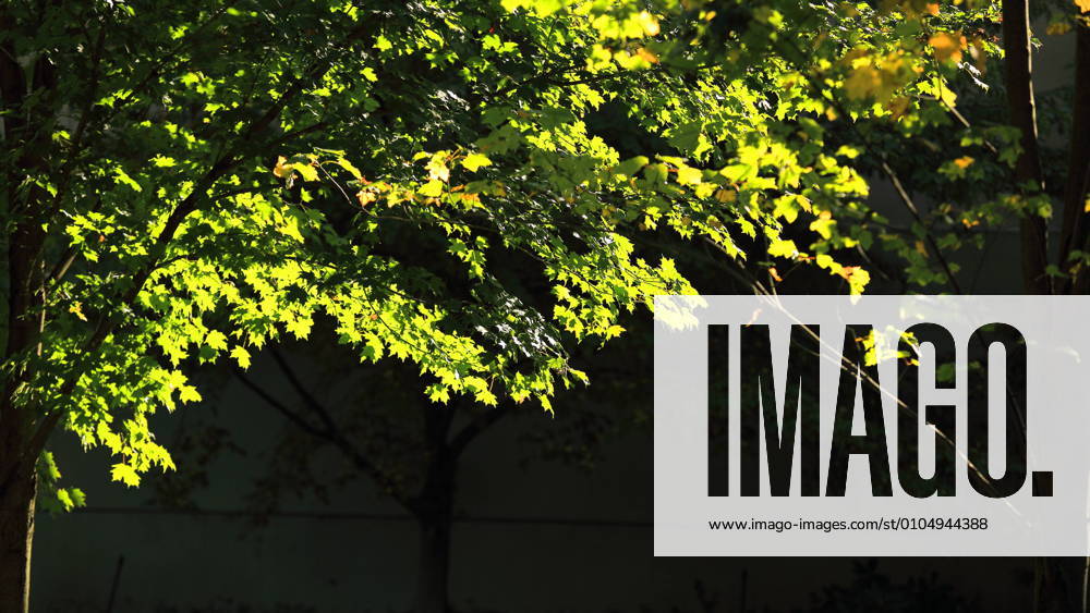 IMAGO Creative, Sommer, Schatten-Plätze bei Hitze Maple leaves in the Royal Botanical Gardens of Canada 804607911890649121