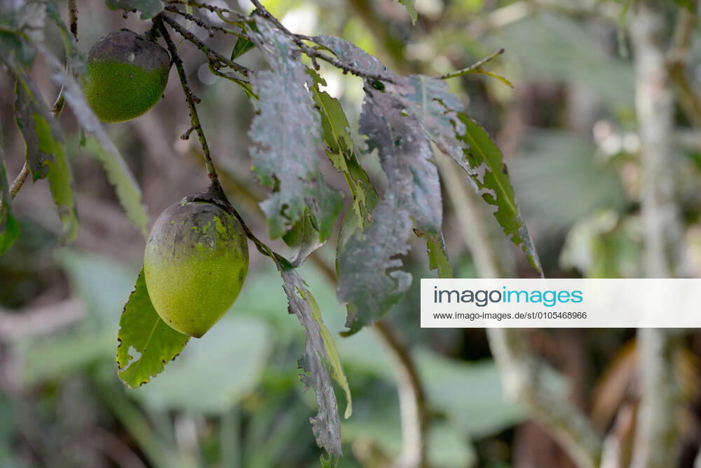 Black Sapote or chocolate pudding fruit Black Sapote or chocolate pudding fruit growing on a tree