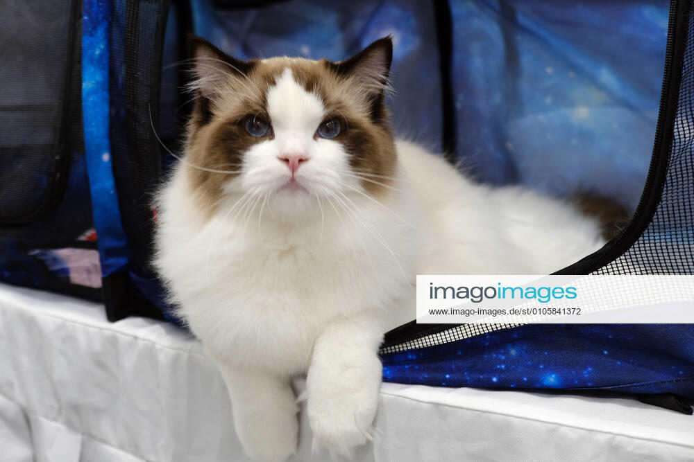 A cat is seen during a cat competition as part of the 5th Northeast Asia (Shenyang) Pet Products Exhibition at Liaoning Industrial Exhibition Hall on October 24, 2020 in Shenyang, Liaoning Province of China.