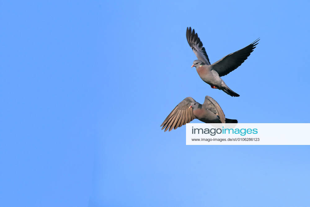 Hohltaube, Hohl-Taube (Columba oenas), Aggressionsflug von zwei Maennchen, Niederlande, Friesland stock pigeon (Columba oenas), aggressive flight of two males, Netherlands, Frisia BLWS632350