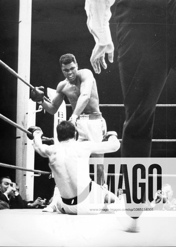 Boxen U.B.z. Kampf Cassius Clay (Muhammed Ali USA) gegen Karl Mildenberger (am Boden Deutschland), Schwergewicht 10.09.1966 in Frankfurt (Waldstadion) - Deutschland