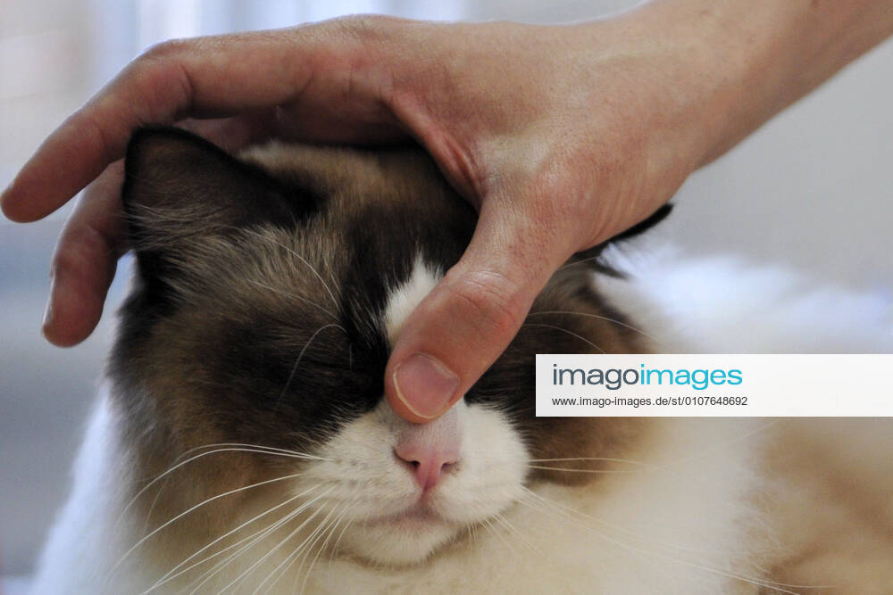 Ragdoll cat enjoy the head massages and this cat is enjoying every moment of it. Mlada Boleslav Czech Republic - ZUMAr156 20201207_zap_r156_003