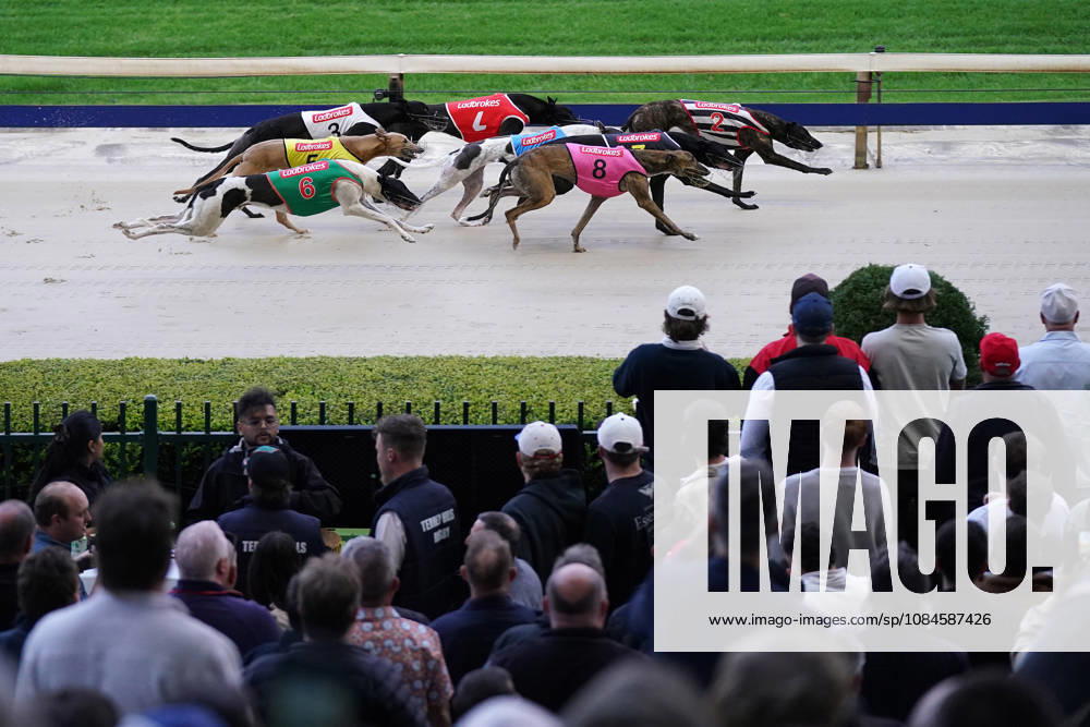 RACING GREYHOUND WENTWORTH PARK, Race 2, the Nowra To Wentworth Park Final, is run during the final Million Dollar Chase greyhound race at Wentworth Park Stadium in Sydney, Friday, October 16, 2026. ( NO ARCHIVING, SYDNEY NEW SOUTH WALES Australia