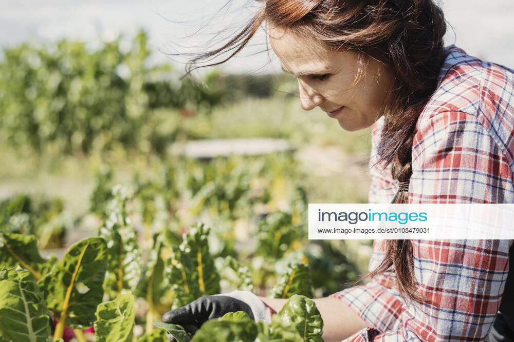 Smiling female gardener working on plants at farm , model released