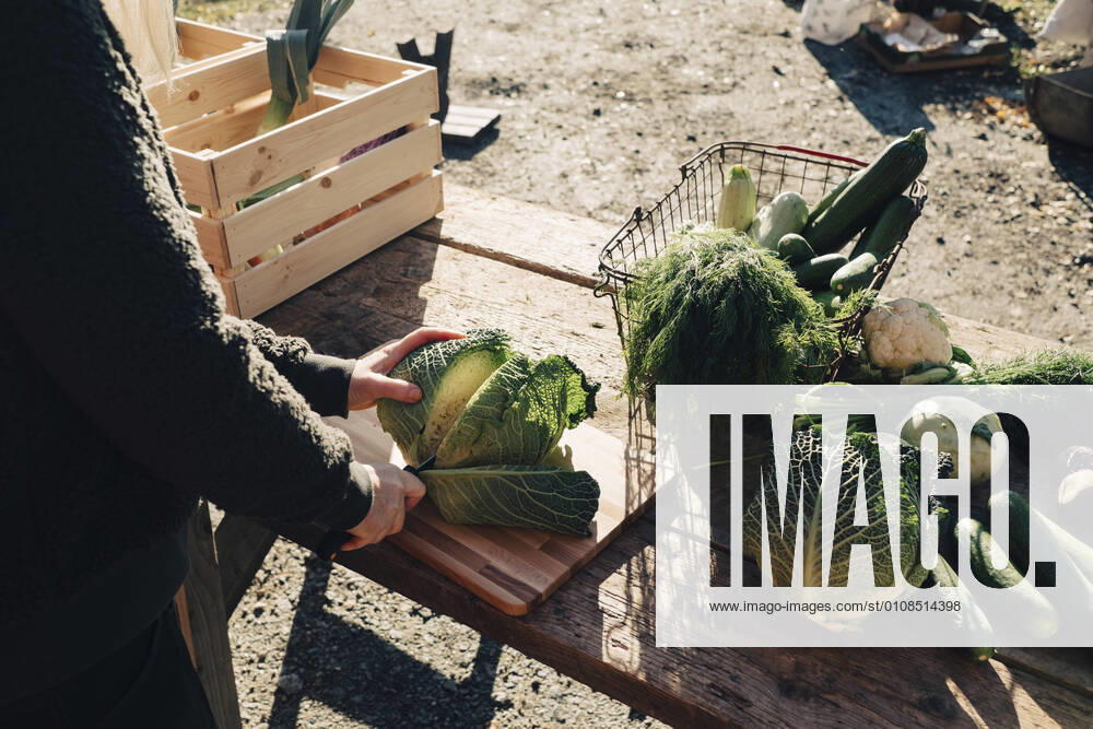 IMAGO Creative: Landleben - Essen Midsection of mature female farmer cutting cabbage at table , model released, property released