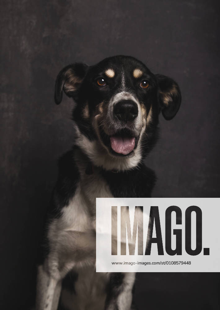 Dark portrait of a mongrel dog with nice face on gray background