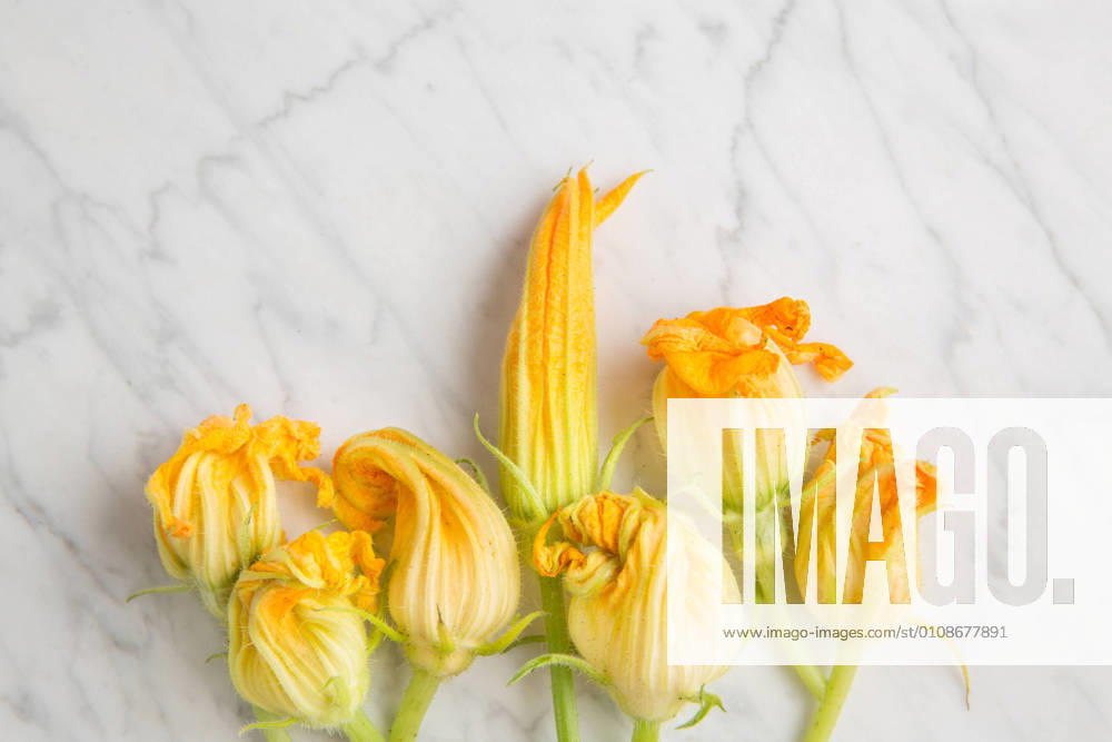 IMAGO Creative, Food, Zucchiniblüten Top view of fresh yellow zucchini blossoms flowers arranged on white marble table in kitchen