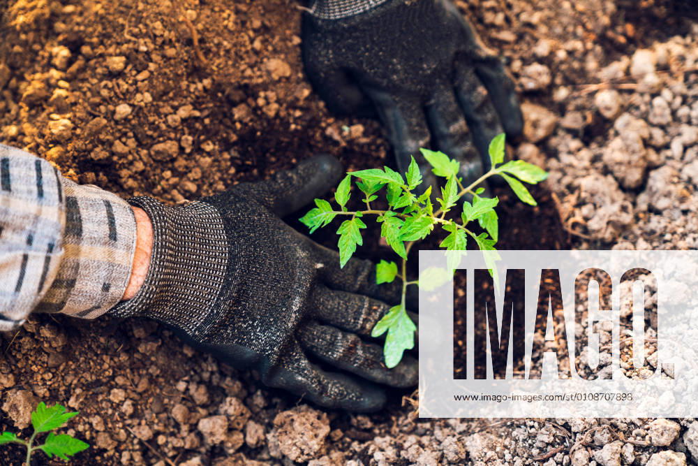 IMAGO Creative, Fr?hling, Start der Garten-Saison Anonymous gardener digging soil with trowel in garden, Model released