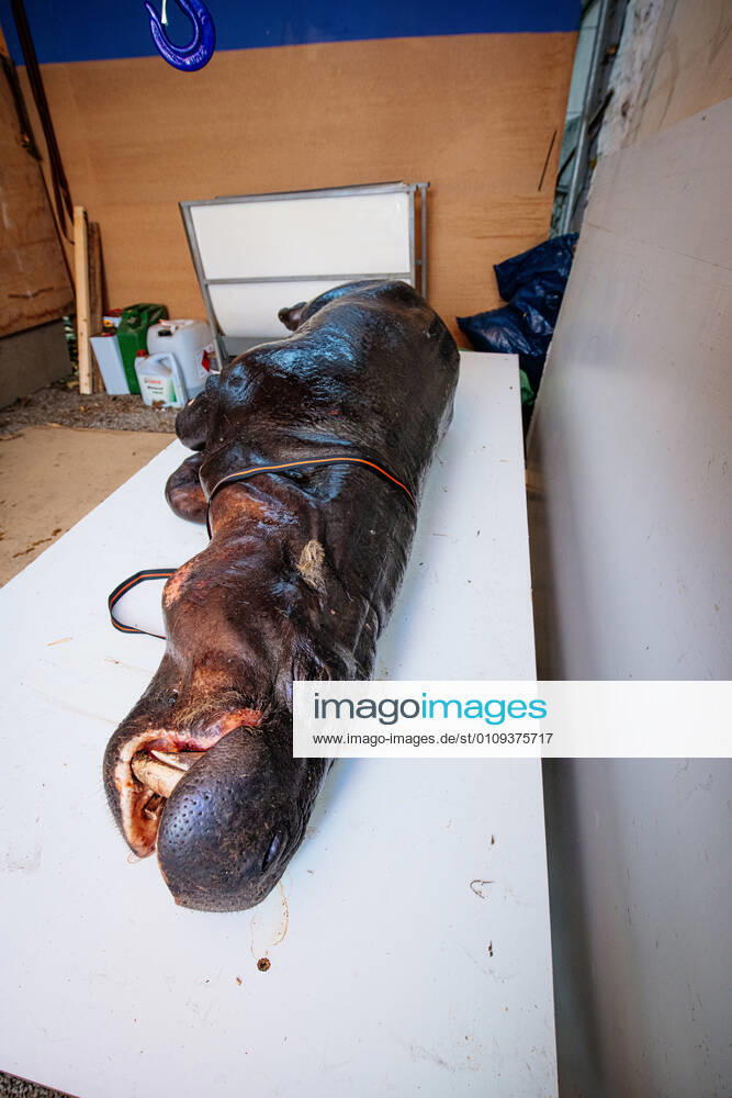 , Tierpräparator Ralf Nowack präpariert ein Zwergflusspferd aus Pilsen (Tschechien) Im Bild: Das eingefrorene Zwergflusspferd aus dem Zoo Pilsen beim auftauen