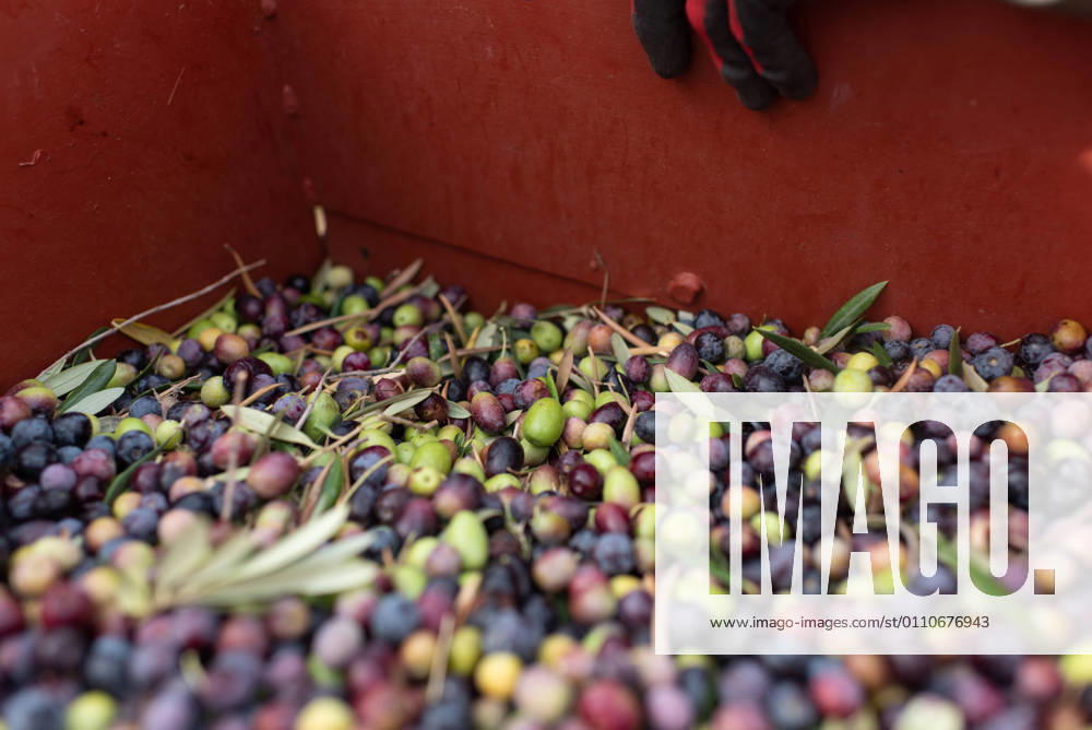 From above of crop anonymous farmer in gloves standing near metal container with harvested ripe healthy fresh black and green olives in countryside, Model released