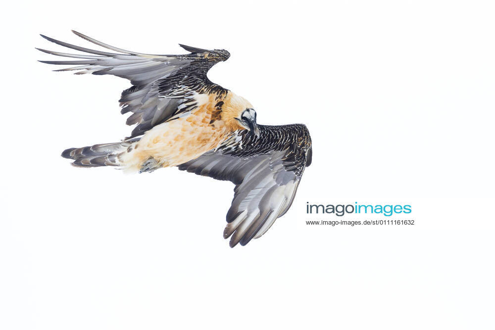 Bartgeier, Bart-Geier, Laemmergeier, Laemmer-Geier (Gypaetus barbatus), Altvogel in Flug ueber schneebedeckten Alpen, Schweiz Lammergeier, Bearded Vulture (Gypaetus barbatus), adult in flight over snow-covered Alps, Switzerland BLWS636974