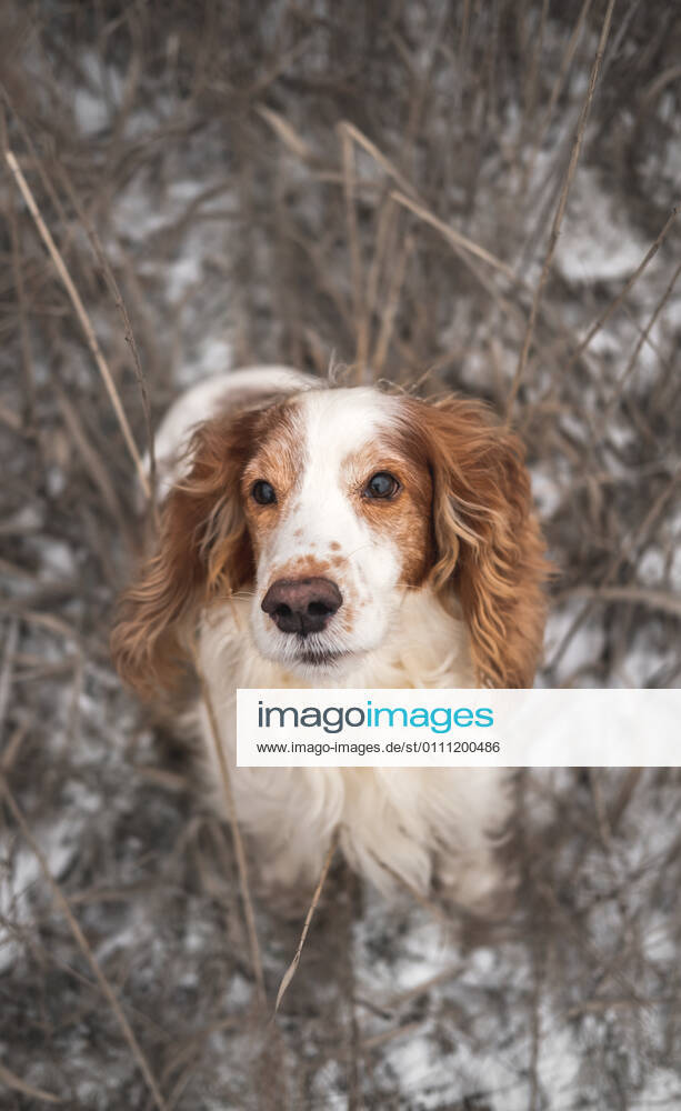 IMAGO Creative: Welttag für psychische Gesundheit am 10. Oktober Portrait of a pedigree spaniel dog in grass and snow. CR_AXHBBX210127A-622371-01 ,model released, Symbolfoto