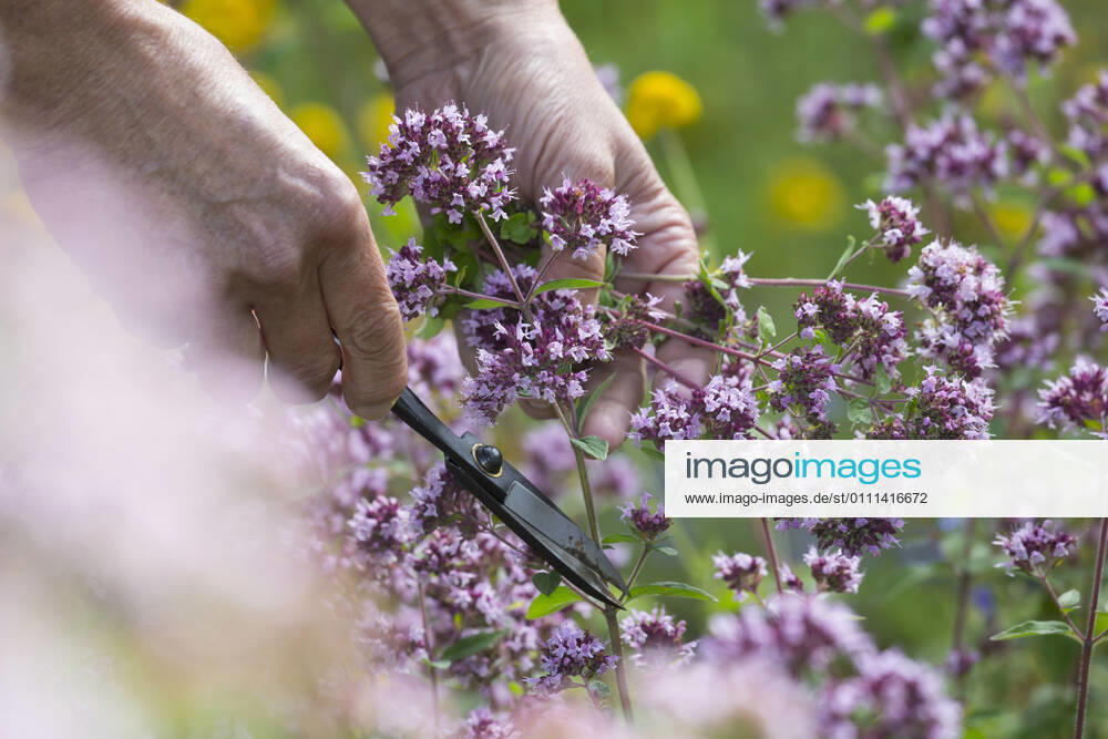 Gemeiner Dost, Scharfer Oreganum, Wilder Majoran, Oregano, Echter Dost, Wilder Dost (Origanum vulgare), Ernte von Wildem Dost, Deutschland wild origanum, wild marjoram (Origanum vulgare), harvesting of wild marjoram, Germany BLWS637550