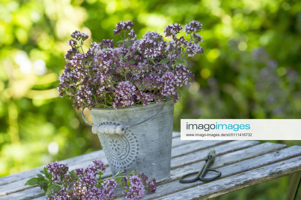 Gemeiner Dost, Scharfer Oreganum, Wilder Majoran, Oregano, Echter Dost, Wilder Dost (Origanum vulgare), geernteter Wilder Dost in einem Eimer, Deutschland wild origanum, wild marjoram (Origanum vulgare), harvesting of wild marjoram, Germany BLWS637556